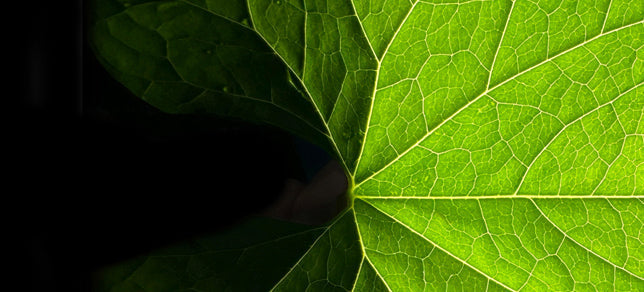 Leaf Rubisco Protein – A New Frontier in Sustainable Nutrition