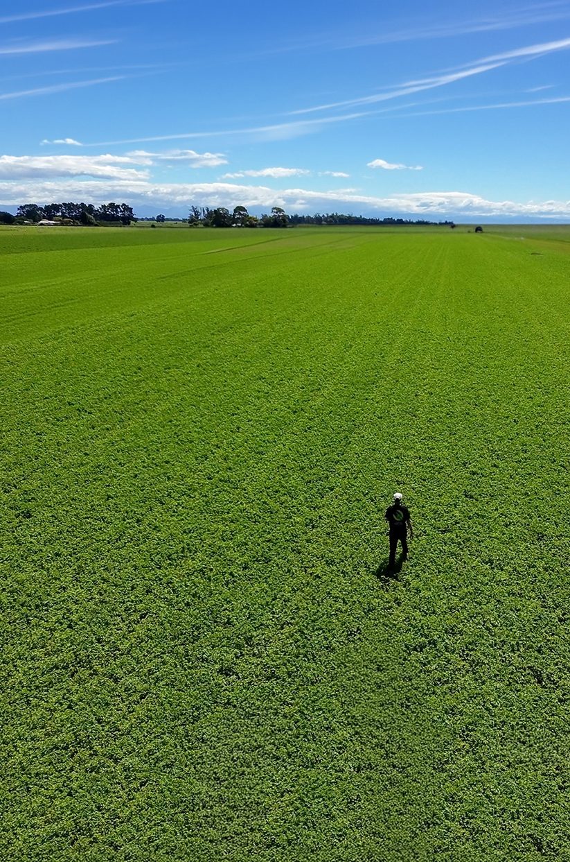 Alfalfa growing on the Canterbury plains